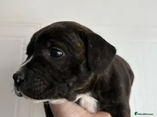 Staffordshire Bull Terrier dogs Stunning Staffy Puppies - 1 left only!! - Advert 13