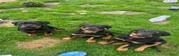 Rottweiler dogs for sale: Only one girl leftChunky pups excellent bloodlines - Advert 5
