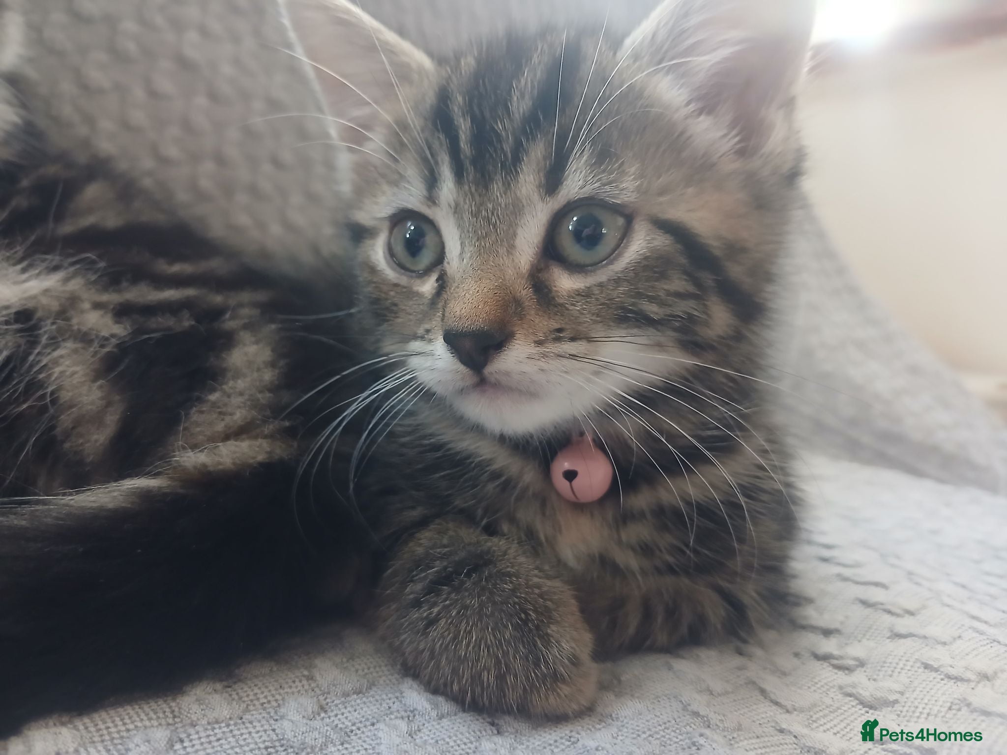 Mixed Breed cats Two fluffy kittens for Autumnal snuggles - Advert 1