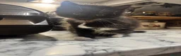 British Longhair cats for sale: 2 black and white fluffy kittens  - Advert 1