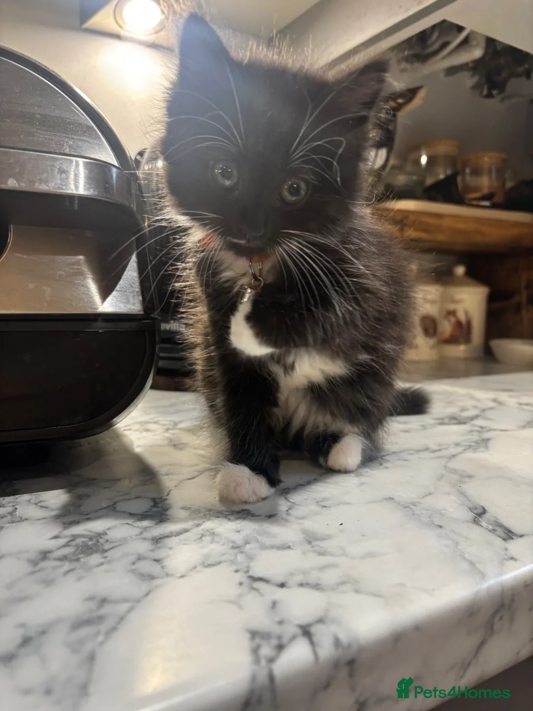British Longhair cats for sale: 2 black and white fluffy kittens  - Advert 1