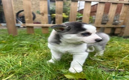 Mixed Breed dogs for sale: MIRO❤️ - Image 6