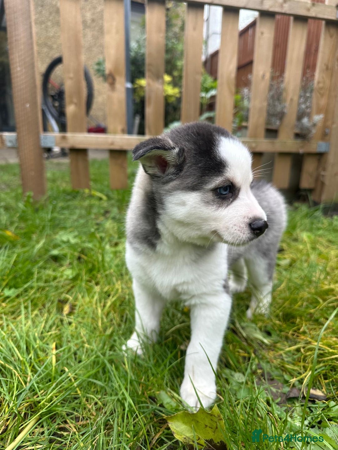 Mixed Breed dogs for sale: MIRO❤️ - Image 6