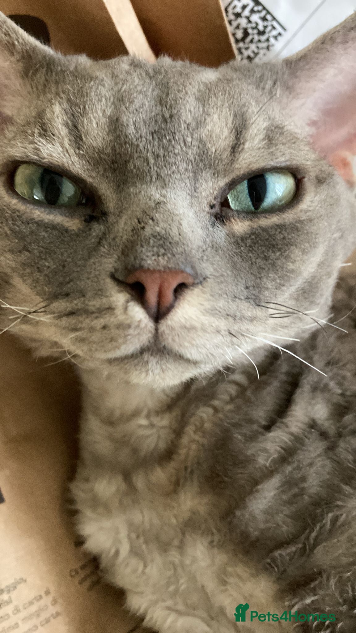 Devon Rex cats Devon Rex Male Cat - Looking for a Loving home - Advert 5