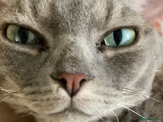 Devon Rex cats Devon Rex Male Cat - Looking for a Loving home - Advert 2