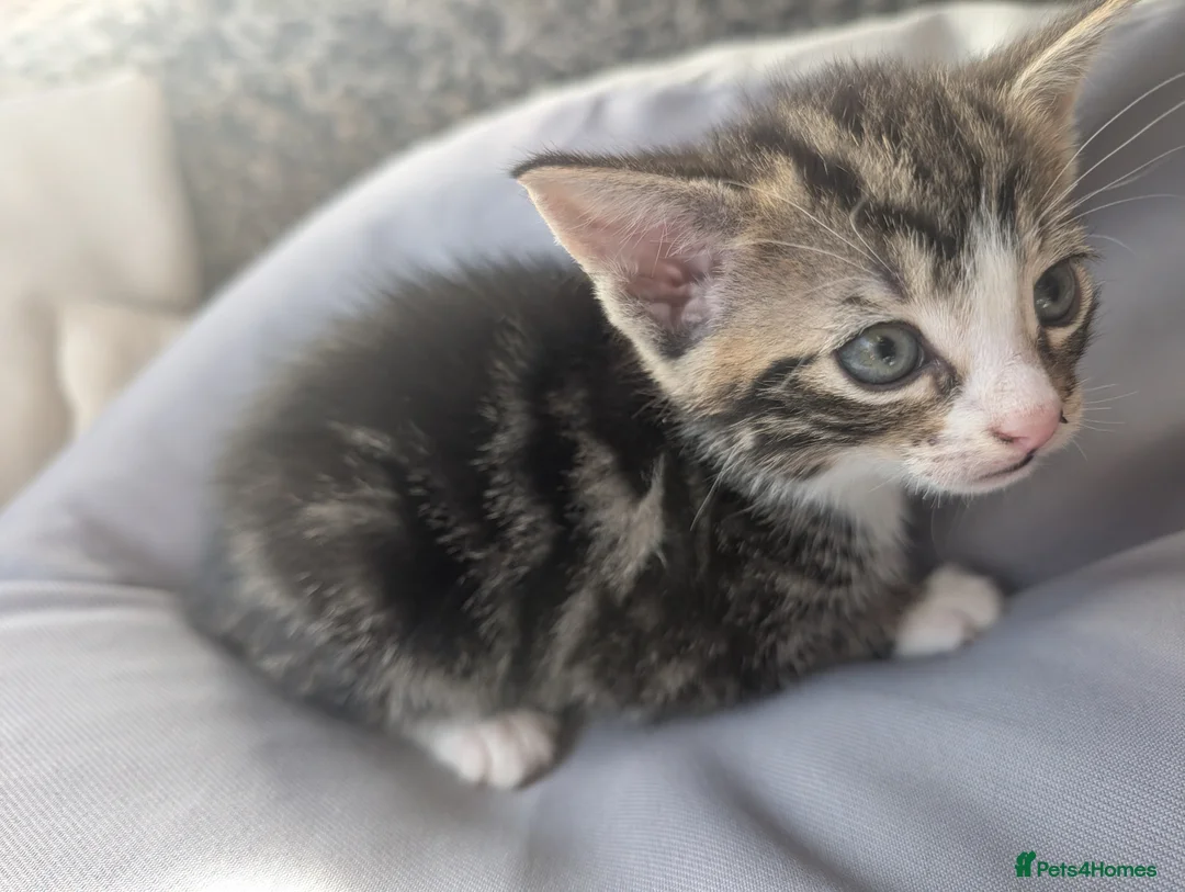 Mixed Breed cats for sale: Beautiful kittens  in Southampton - Advert 8