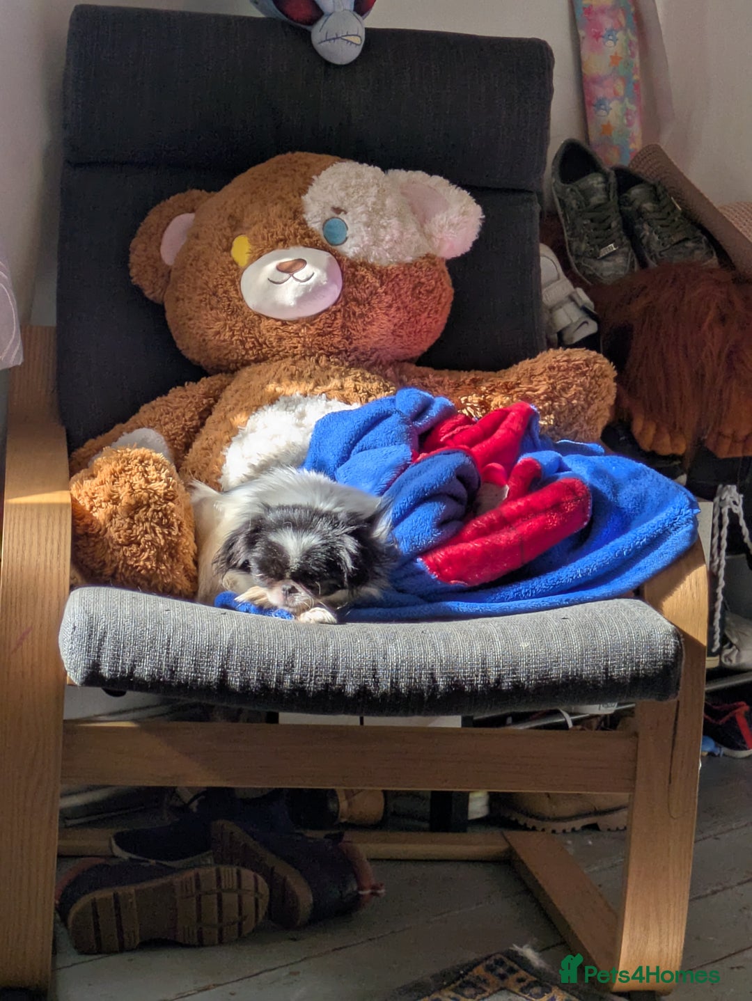 Japanese Chin dogs for sale: Japanese chin female  - Image 3