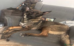 German Shepherd dogs for sale: Czech Shepherd x Akita PUPPIES!!  - Image 11