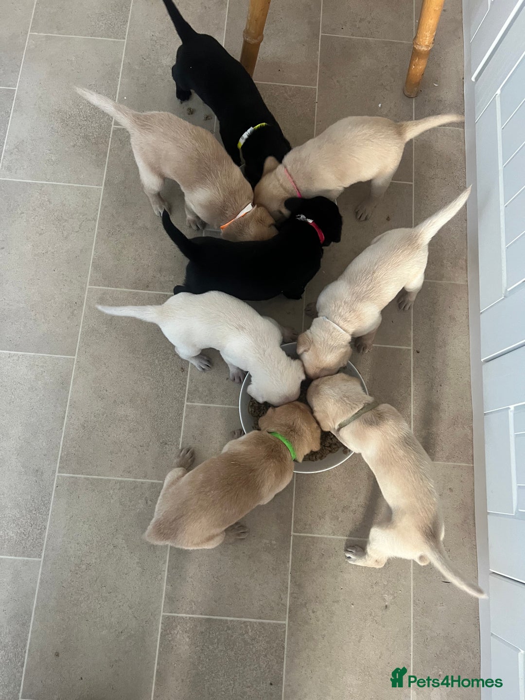 Labrador Retriever dogs for sale: Working/Active Pet - Image 4
