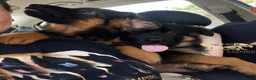 German Shepherd dogs for sale: Beautiful  Gsd Puppies  - Advert 7