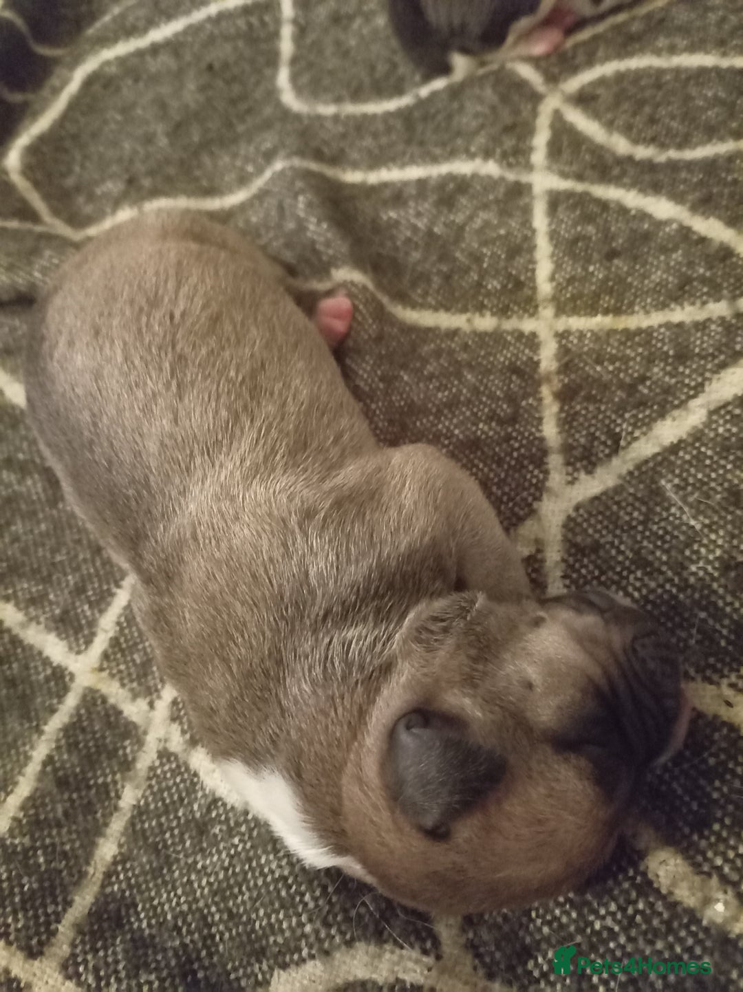 Mixed Breed dogs for sale: Canecorso mixed with American bulldog puppies - Advert 5