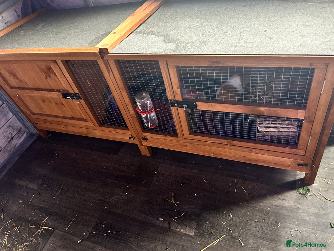 Guinea Pig rodents for sale: Bonded pair female guinea pigs  - Advert 4
