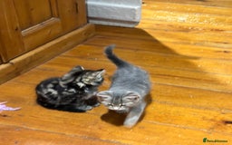 Domestic Shorthair cats for sale: Adorable Kittens - 4 available. Grey & Tabby - Image 15
