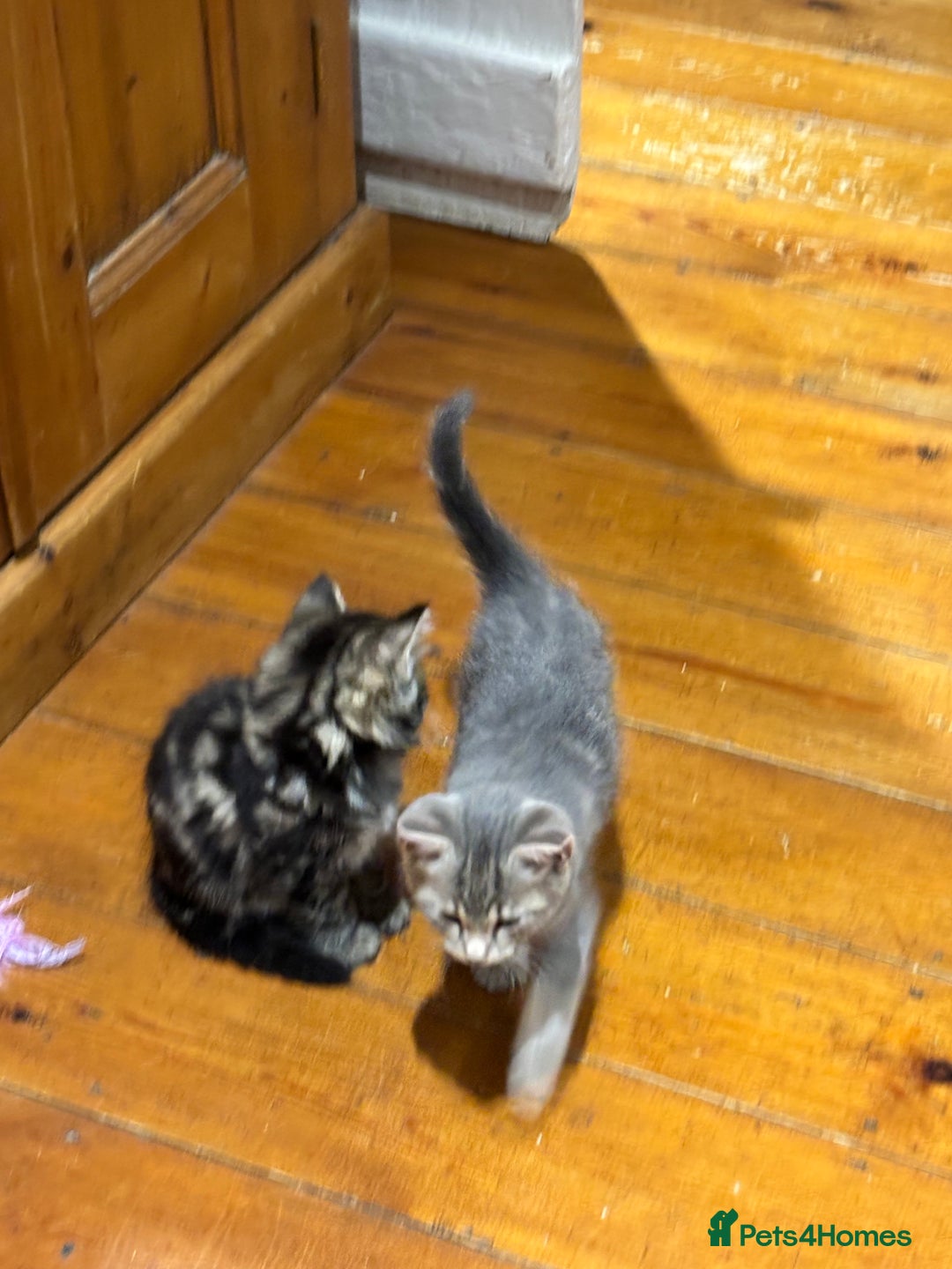 Domestic Shorthair cats for sale: Adorable Kittens - 4 available. Grey & Tabby - Image 15