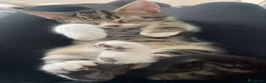 Jasper