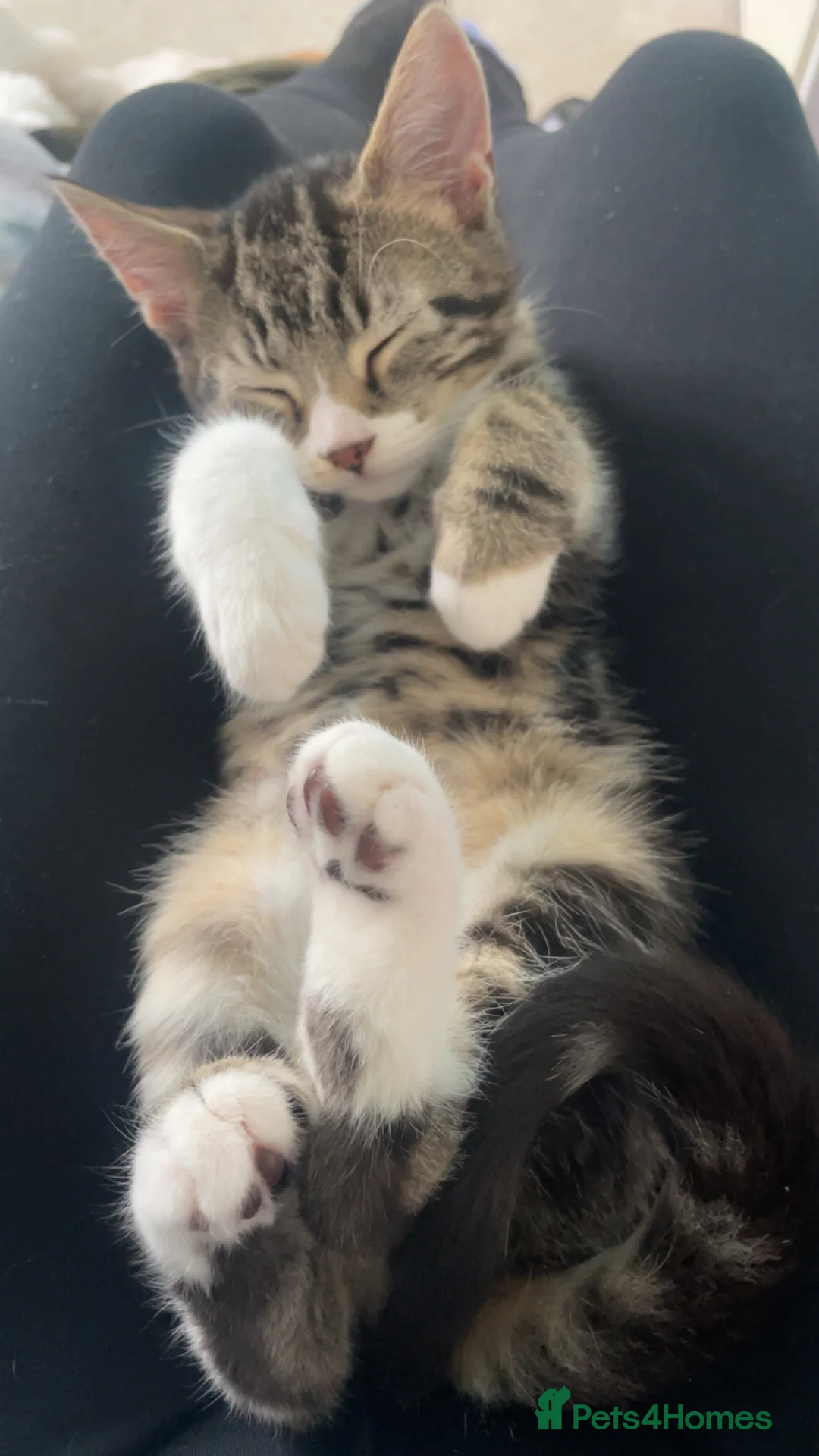 Mixed Breed cats for sale: 9 month old tabby kitten ready to leave now in Blackpool - Advert 2