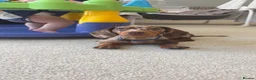 Dachshund dogs for sale: Last female miniature dachshund  - Advert 2