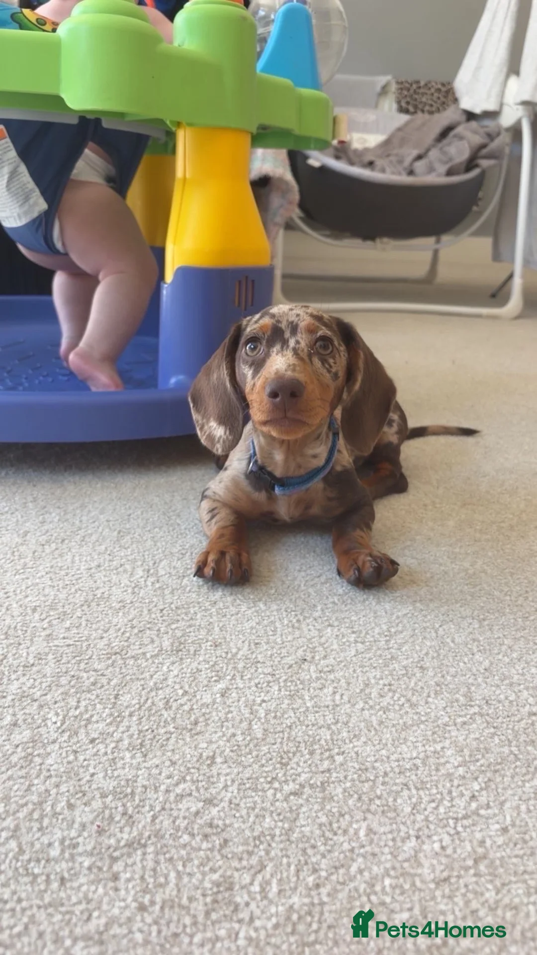 Dachshund dogs for sale: Last female miniature dachshund  - Advert 2