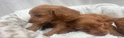 Cavapoo dogs for sale: Cavapoo puppies - Advert 36