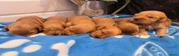 Cockapoo dogs for sale: 🐾fabulous F1 showtype cockapoo puppies 🐶  - Advert 7