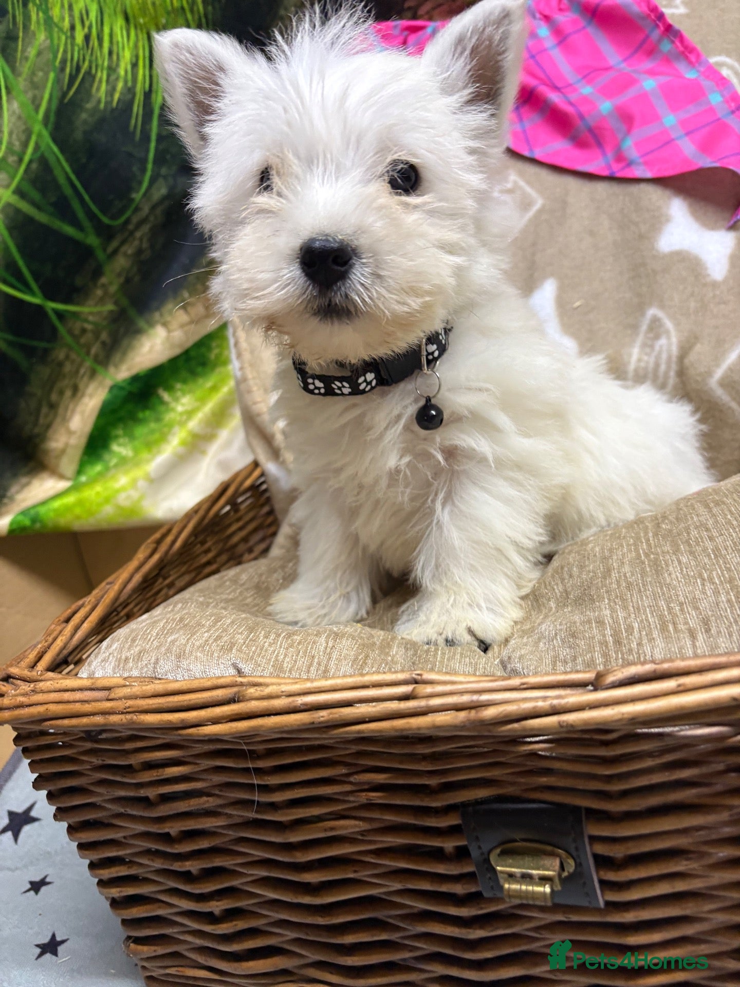 West Highland Terrier dogs Lovely KC Registered West Highland Terrier Puppies - Advert 2