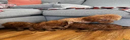 Toy Poodle dogs for sale: Beautiful Toy Poodle Puppies All Red Boys in Hoddesdon - Advert 13