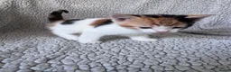 Mixed Breed cats for sale: 8 Beautiful mixed breed kittens looking for a home - Advert 10