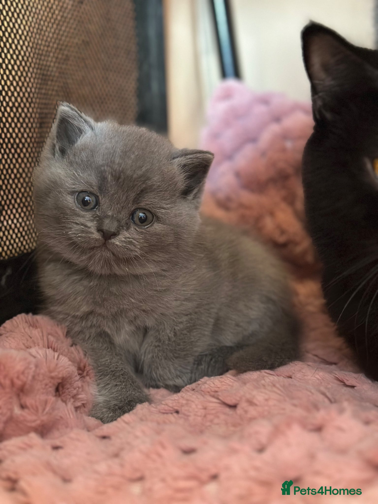 British Shorthair cats GCCF  registered Carriers cinnamon  color  - Advert 2