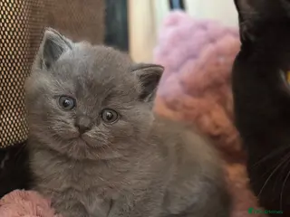 British Shorthair cats GCCF registered Carriers cinnamon color - Advert 2