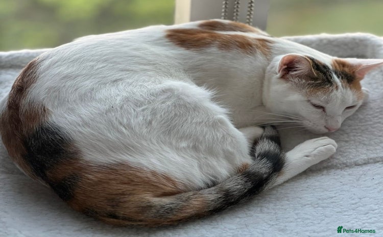Mixed Breed cats - Advert 4