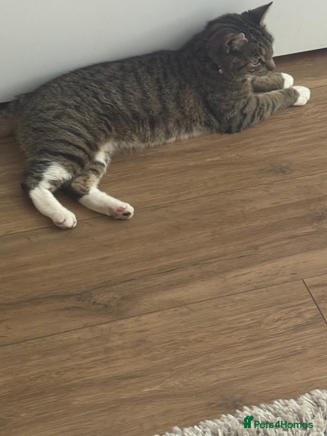 Domestic Shorthair cats for sale: Beautiful female tabby cat for sale  - Image 4