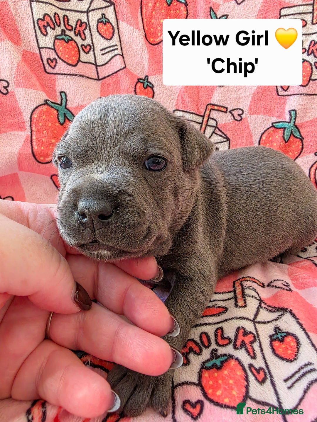 Staffordshire Bull Terrier dogs for sale: Gorgeous Chunky KC Blue Staffy Puppies - Image 6