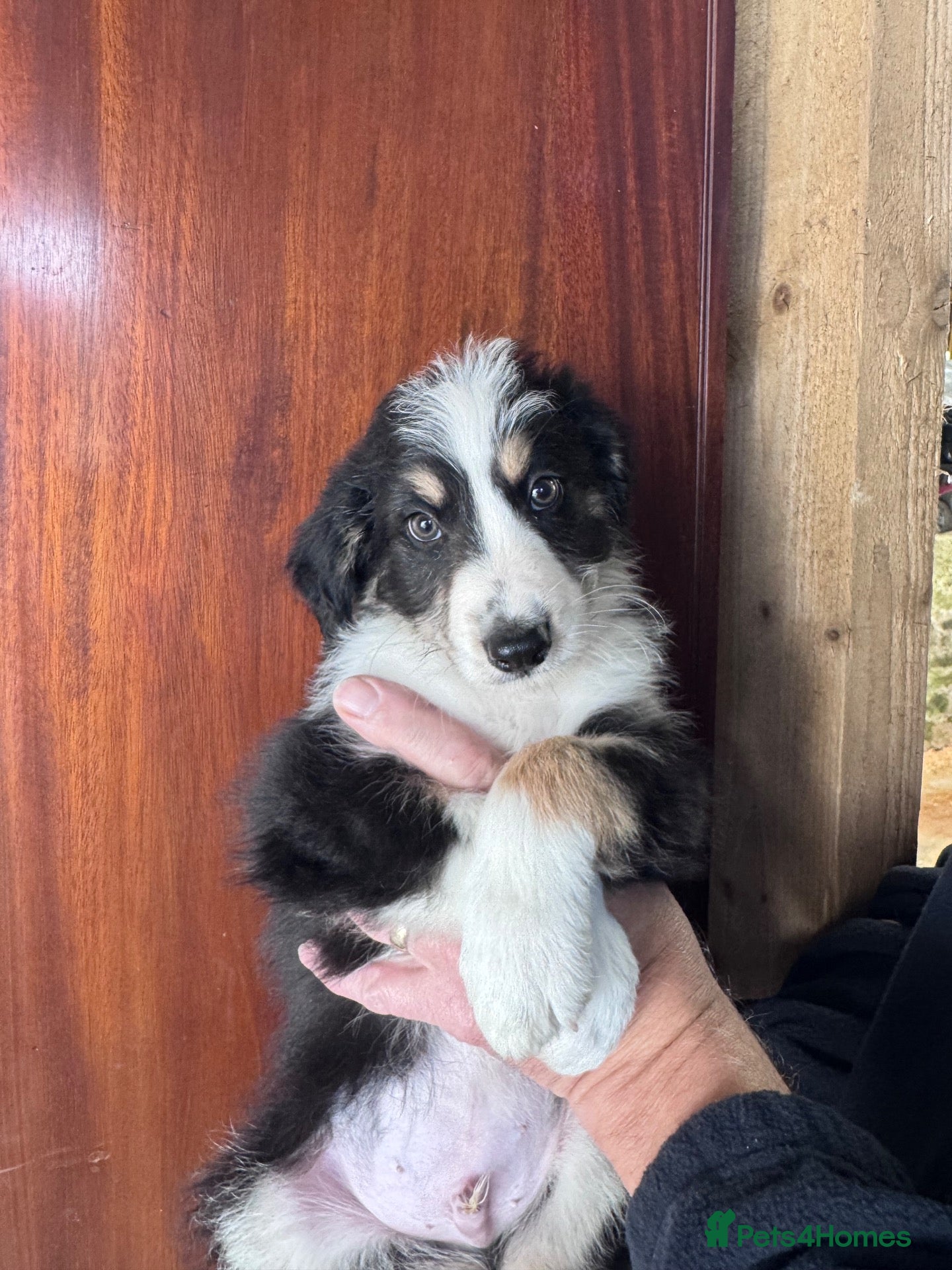 Mixed Breed dogs Bearded x Border Puppies - Advert 1