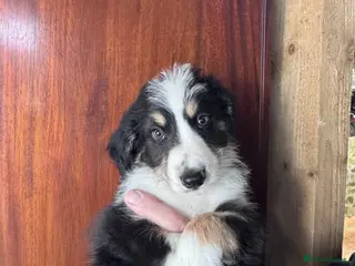 Mixed Breed dogs Bearded x Border Puppies - Advert 1