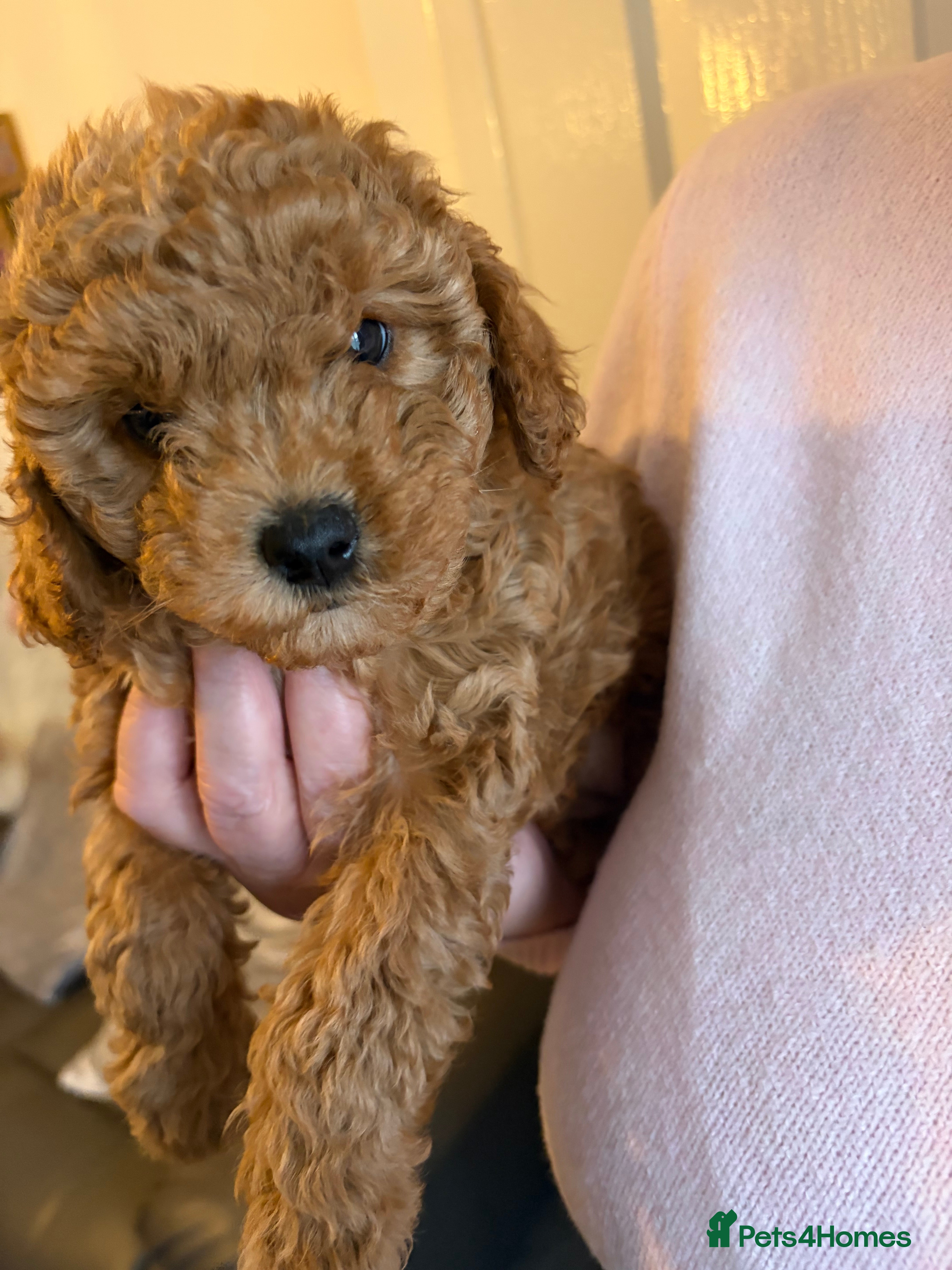 Cavapoo dogs Cavapoo Puppies F1B READY TO LEAVE 🩷 - Advert 5