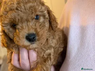 Cavapoo dogs Cavapoo Puppies F1B READY TO LEAVE 🩷 - Advert 5