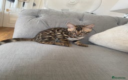 Bengal cats for sale: Top quality bred! Healthy bengal kitten  - Image 5