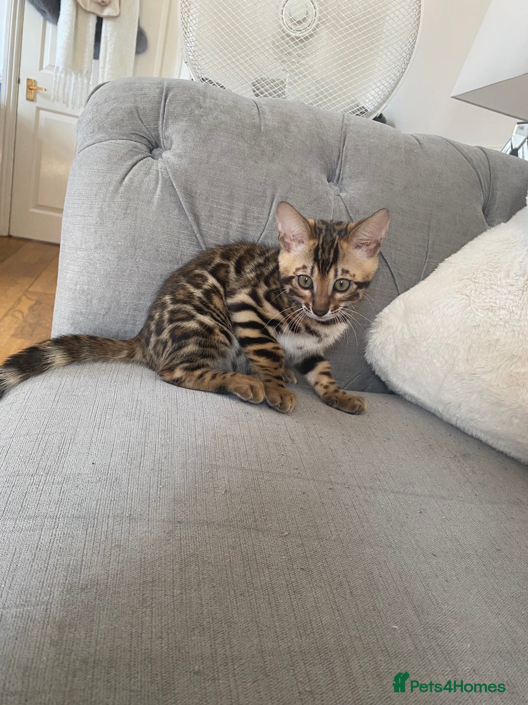 Bengal cats for sale: Top quality bred! Healthy bengal kitten  - Image 5