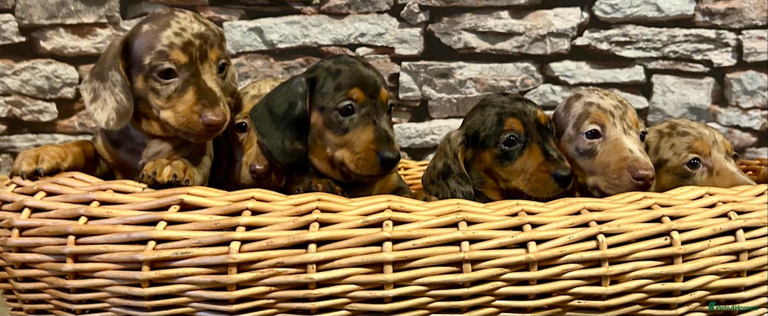 Miniature Dachshund dogs for sale: Stunning Miniature Smooth Dachshunds - Image 13