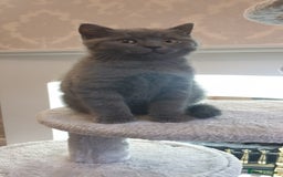 British Shorthair cats for sale: British Shorthair kittens from champion bloodline - Image 7