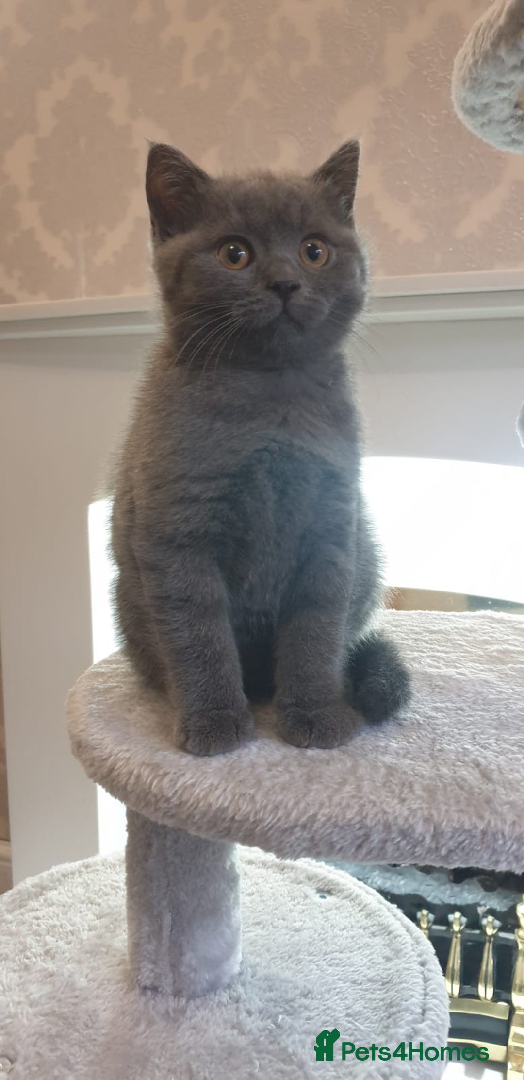 British Shorthair cats for sale: British Shorthair kittens from champion bloodline - Image 7