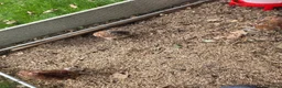 Chickens poultry for sale: X4 Millifluer Pekins - Advert 3