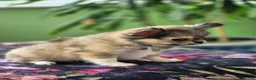 Chihuahua dogs for sale: Amazing Tiny Longcoat Chihuahua Puppies - Advert 9