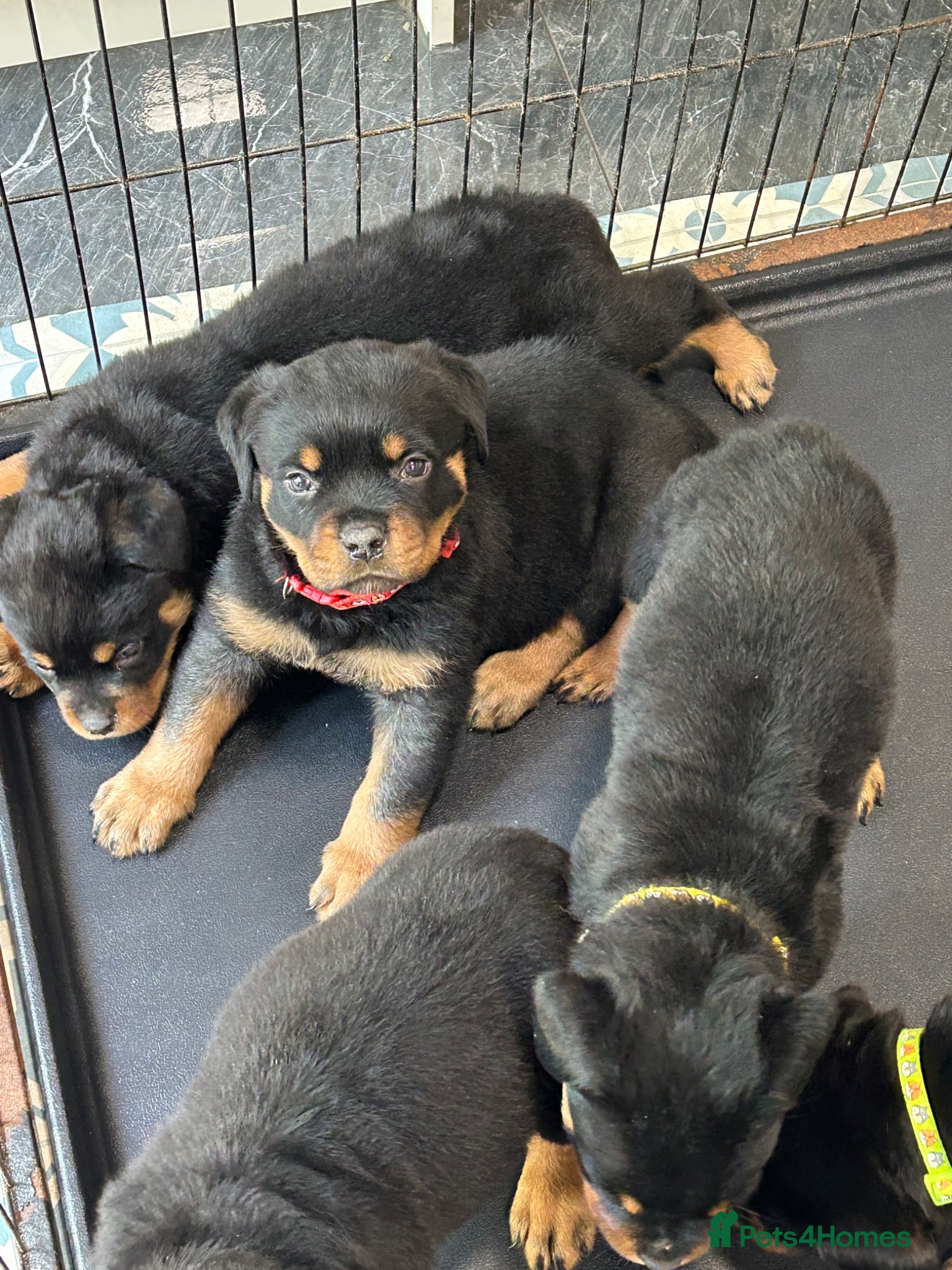 Rottweiler dogs for sale: Rottweiler Puppies  - Advert 12
