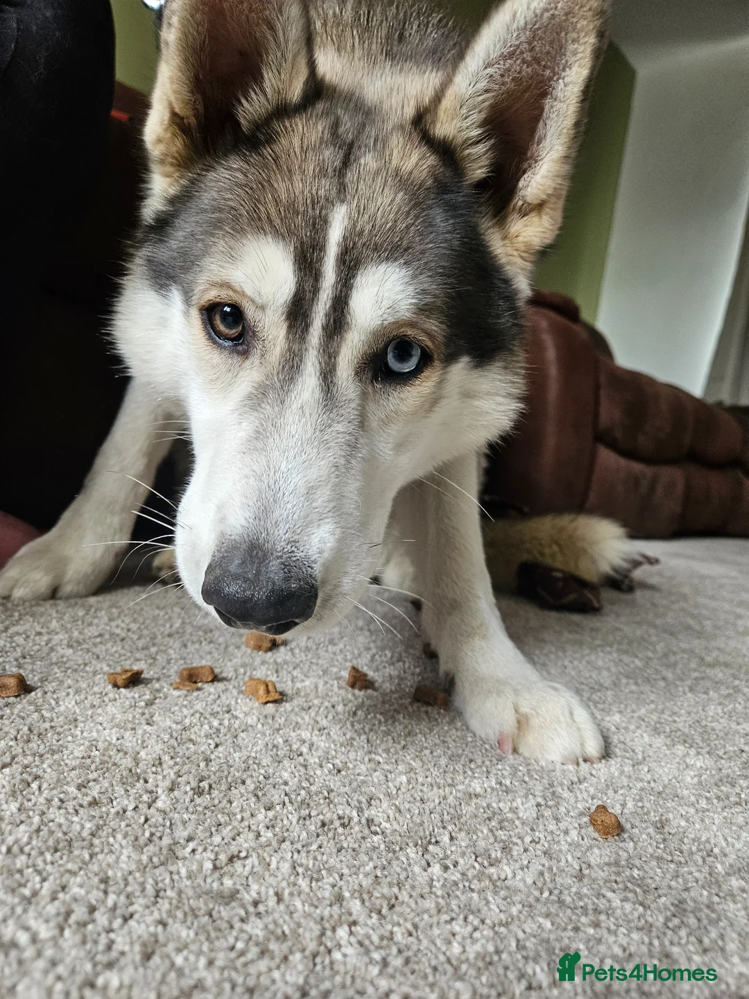 Siberian Husky dogs for sale: 10 month old husky male - Advert 2