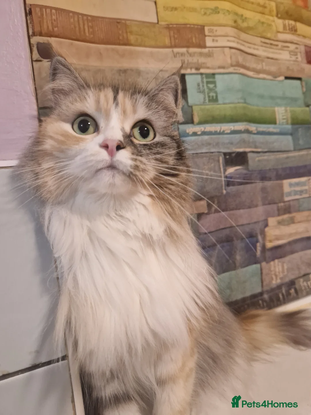 Mixed Breed cats for sale: 3 old spayed female persian x cat needing home - Advert 5