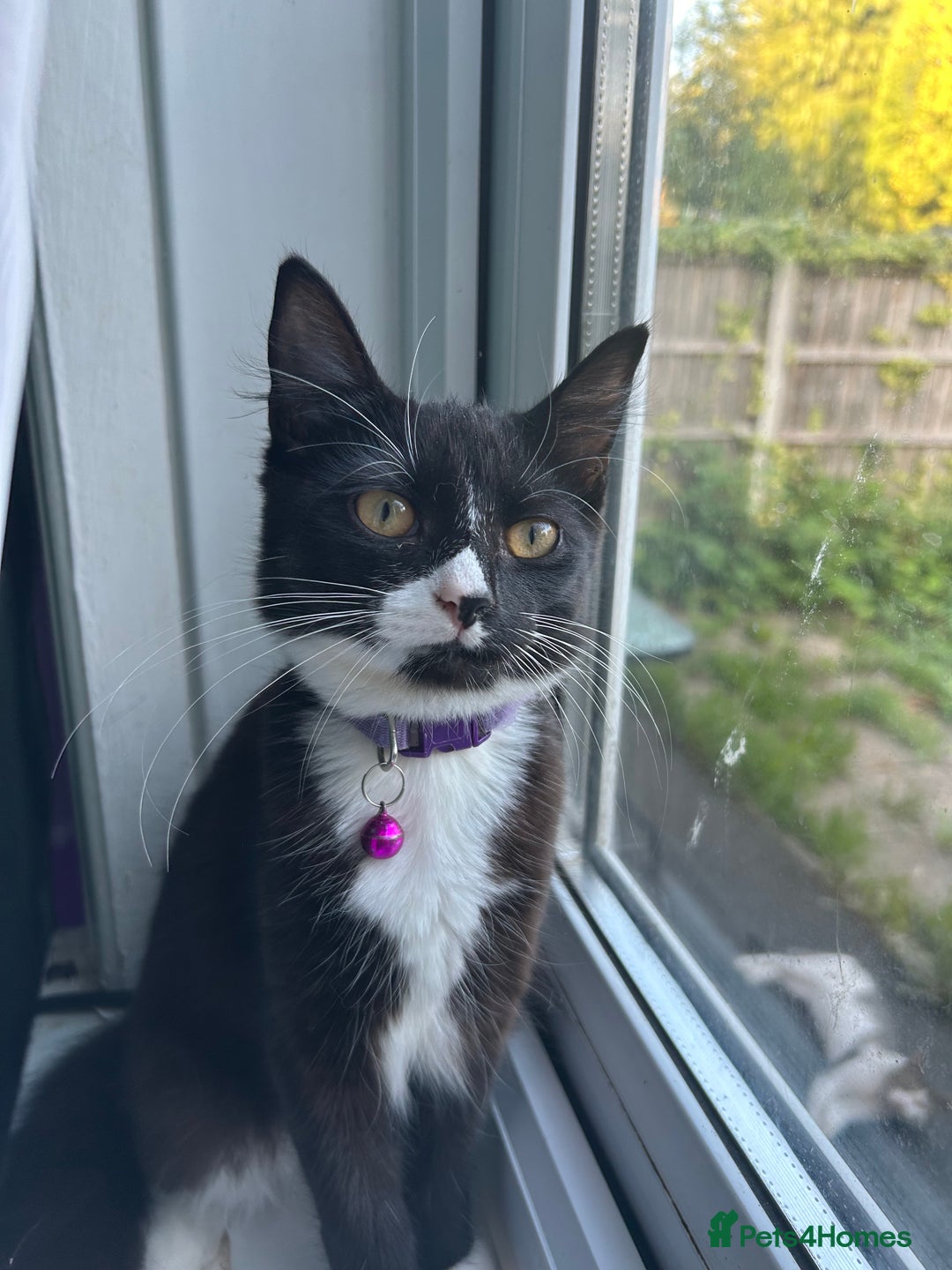 Mixed Breed cats for sale: Female kitten looking for home - Image 4