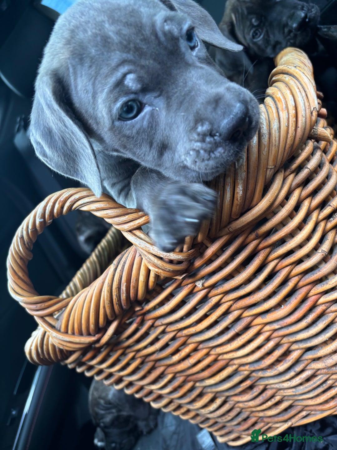 Cane Corso dogs for sale: Cane corso pups  - Image 6