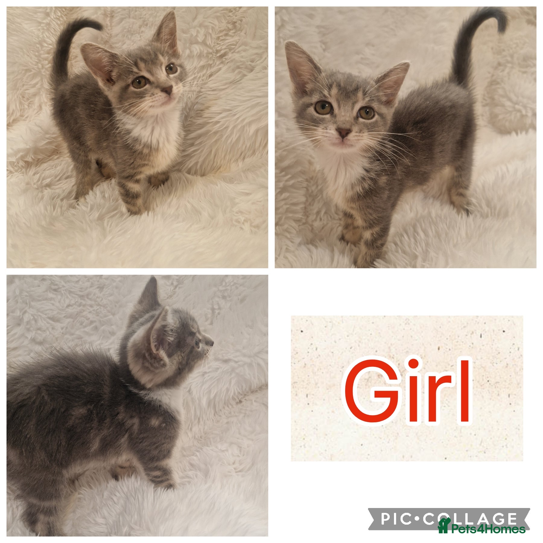 Mixed Breed cats Kittens - Advert 5