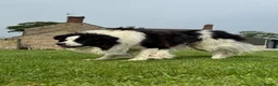 Border Collie dogs for sale: Border Collie Puppy’s litter of 6 gorgeous pups.  - Advert 29